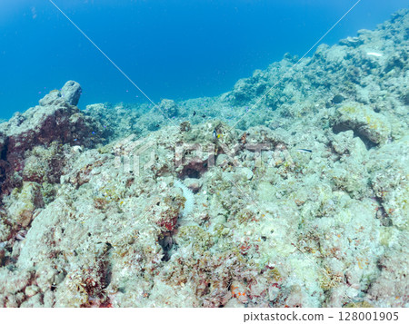 一對可愛的小丑魚、一群黑雀鯛和其他雀鯛生活在白化的海葵田裡。希里佐海灘 128001905