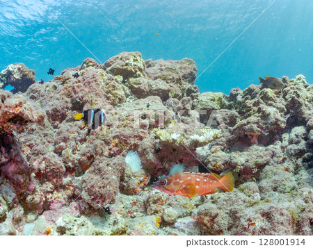 A cute pair of clownfish and a school of three-spotted damselfish living in a sea anemone field where bleaching is observed. Hirizo Beach 128001914