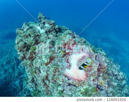 一對可愛的小丑魚、一群黑雀鯛和其他雀鯛生活在白化的海葵田裡。希里佐海灘 128001920