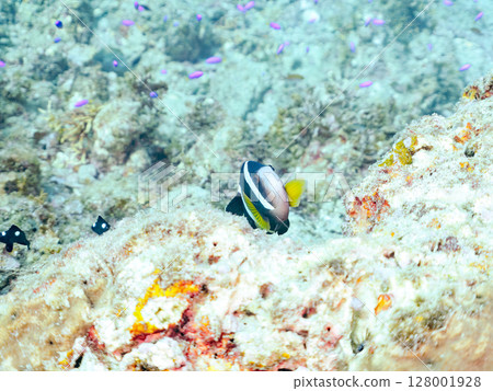 一對可愛的小丑魚、一群黑雀鯛和其他雀鯛生活在白化的海葵田裡。希里佐海灘 128001928