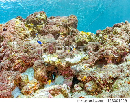 一對可愛的小丑魚、一群黑雀鯛和其他雀鯛生活在白化的海葵田裡。希里佐海灘 128001929