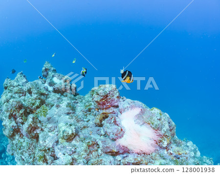 一對可愛的小丑魚、一群黑雀鯛和其他雀鯛生活在白化的海葵田裡。希里佐海灘 一對可愛的小丑魚、一群黑雀鯛和其他雀鯛生活在白化的海葵田裡。希里佐海灘 128001938