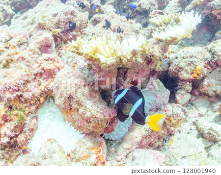 A cute pair of clownfish and a school of three-spotted damselfish living in a sea anemone field where bleaching is observed. Hirizo Beach 128001940