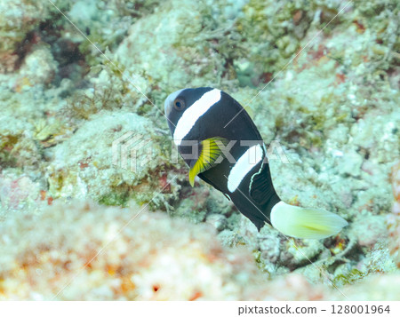 一對可愛的小丑魚、一群黑雀鯛和其他雀鯛生活在白化的海葵田裡。希里佐海灘 128001964