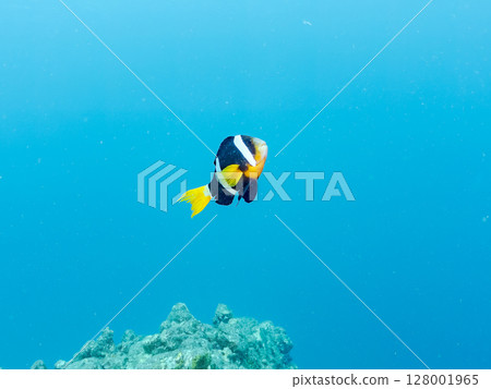一對可愛的小丑魚、一群黑雀鯛和其他雀鯛生活在白化的海葵田裡。希里佐海灘 128001965