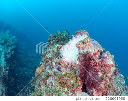 一對可愛的小丑魚、一群黑雀鯛和其他雀鯛生活在白化的海葵田裡。希里佐海灘 128001968