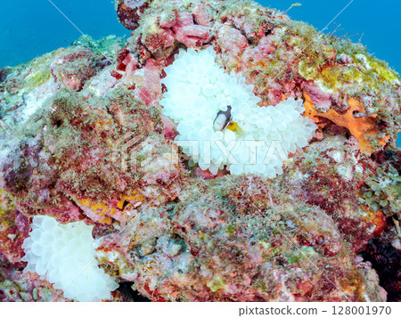 A cute pair of clownfish and a school of three-spotted damselfish living in a sea anemone field where bleaching is observed. Hirizo Beach 128001970