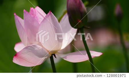 The scenery with lotus flowers has a refreshing and natural feel. 128001971