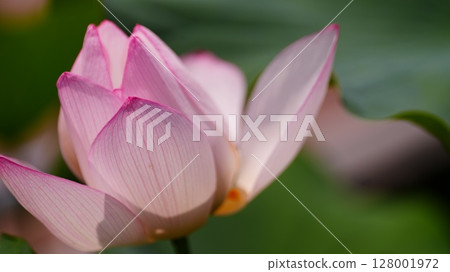 Lotus flower that is about to open 128001972