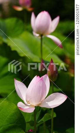 Adachi Horinouchi Park where pink lotus flowers bloom in full bloom 128001977