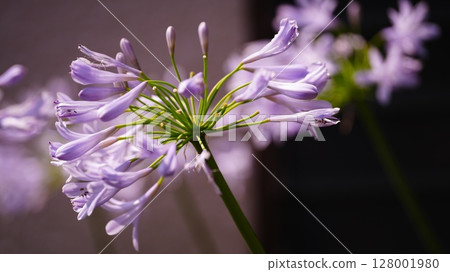 百子蓮濕潤了雨 百子蓮濕潤了雨 128001980