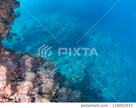 A school of goldfish anthias, yellow spotted damselfish, blue-green damselfish and others at the drop-off at Nakagi Hirizo Beach, Minamiizu Town, Kamo District. 128002033