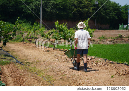 Back View of Farmer with Wheelbarrow in Orchard on Sunny Day 128002062