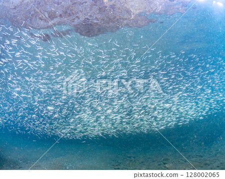 A beautiful school of silver-stripe round herring (Clupeidae) and other fish. Hirizohama Nakagi Minamiizu Town Izu Peninsula Shizuoka Prefecture 2024 A beautiful school of silver-stripe round herring (Clupeidae) and other fish. Hirizohama Nakagi Minamiizu Town Izu Peninsula Shizuoka Prefecture 2024 128002065