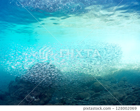 A beautiful school of silver-stripe round herring (Clupeidae) and other fish. Hirizohama Nakagi Minamiizu Town Izu Peninsula Shizuoka Prefecture 2024 128002069