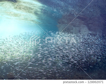 A beautiful school of silver-stripe round herring (Clupeidae) and other fish. Hirizohama Nakagi Minamiizu Town Izu Peninsula Shizuoka Prefecture 2024 128002071