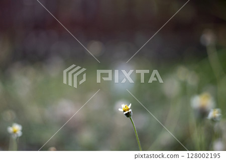 Fallen Leaves Fall On The Lawn, Video footage for nature and cinematic in seasonal scenes. 128002195