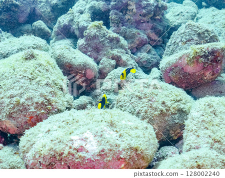 Cute young angelfish and others. A school of blue-green damselfish and others. Hirizohama Nakagi Minamiizu Town Izu Peninsula Shizuoka Prefecture 2024 128002240