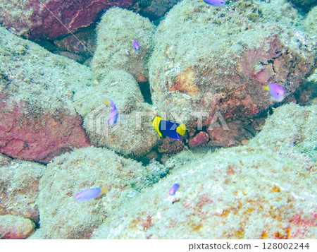 Cute young angelfish and others. A school of blue-green damselfish and others. Hirizohama Nakagi Minamiizu Town Izu Peninsula Shizuoka Prefecture 2024 128002244