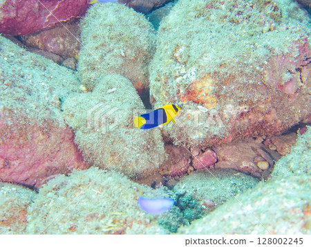 Cute young angelfish and others. A school of blue-green damselfish and others. Hirizohama Nakagi Minamiizu Town Izu Peninsula Shizuoka Prefecture 2024 128002245