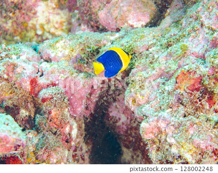 Cute young angelfish and others. A school of blue-green damselfish and others. Hirizohama Nakagi Minamiizu Town Izu Peninsula Shizuoka Prefecture 2024 Cute young angelfish and others. A school of blue-green damselfish and others. Hirizohama Nakagi Minamiizu Town Izu Peninsula Shizuoka Prefecture 2024 128002248