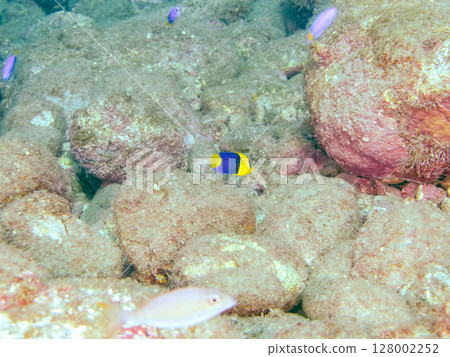 Cute young angelfish and others. A school of blue-green damselfish and others. Hirizohama Nakagi Minamiizu Town Izu Peninsula Shizuoka Prefecture 2024 128002252