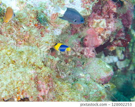 Cute young angelfish and others. A school of blue-green damselfish and others. Hirizohama Nakagi Minamiizu Town Izu Peninsula Shizuoka Prefecture 2024 Cute young angelfish and others. A school of blue-green damselfish and others. Hirizohama Nakagi Minamiizu Town Izu Peninsula Shizuoka Prefecture 2024 128002253