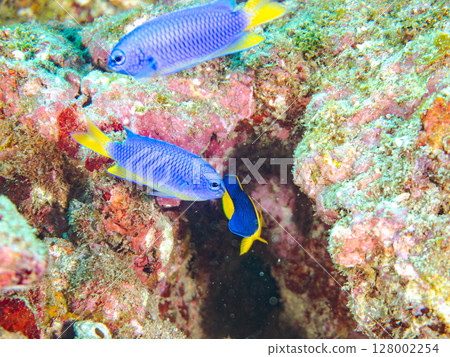 Cute young angelfish and others. A school of blue-green damselfish and others. Hirizohama Nakagi Minamiizu Town Izu Peninsula Shizuoka Prefecture 2024 128002254
