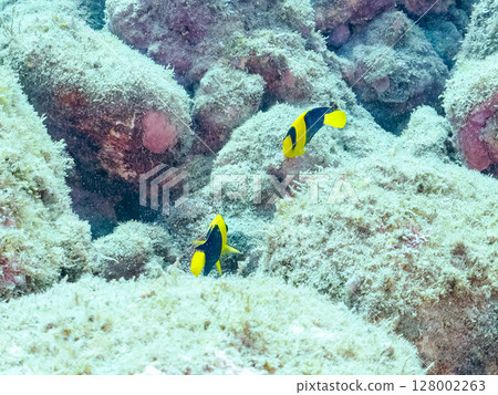 Cute young angelfish and others. A school of blue-green damselfish and others. Hirizohama Nakagi Minamiizu Town Izu Peninsula Shizuoka Prefecture 2024 Cute young angelfish and others. A school of blue-green damselfish and others. Hirizohama Nakagi Minamiizu Town Izu Peninsula Shizuoka Prefecture 2024 128002263