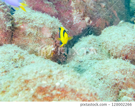 Cute young angelfish and others. A school of blue-green damselfish and others. Hirizohama Nakagi Minamiizu Town Izu Peninsula Shizuoka Prefecture 2024 Cute young angelfish and others. A school of blue-green damselfish and others. Hirizohama Nakagi Minamiizu Town Izu Peninsula Shizuoka Prefecture 2024 128002266