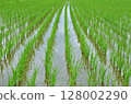 Paddy field Paddy field 128002290