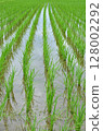 Paddy field Paddy field 128002292