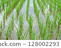 Paddy field Paddy field 128002293