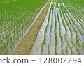 Paddy field Paddy field 128002294