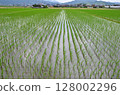 Paddy field Paddy field 128002296
