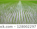 Paddy field Paddy field 128002297