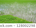 Paddy field Paddy field 128002298