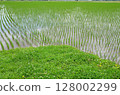 Paddy field Paddy field 128002299