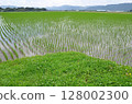 Paddy field Paddy field 128002300