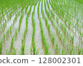 Paddy field Paddy field 128002301