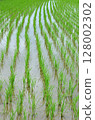 Paddy field Paddy field 128002302