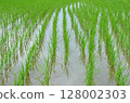Paddy field Paddy field 128002303