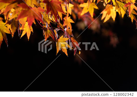 [Autumn leaves] Autumn maple leaves photographed against a black background [Nagano Prefecture] 128002342