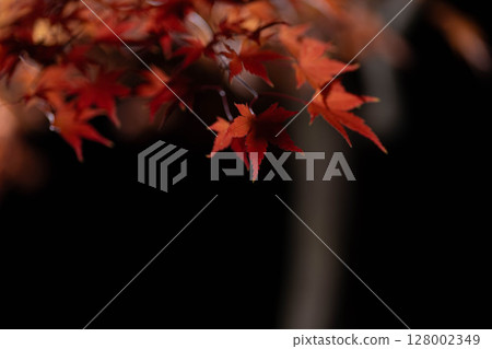 [Autumn leaves] Autumn maple leaves photographed against a black background [Nagano Prefecture] 128002349