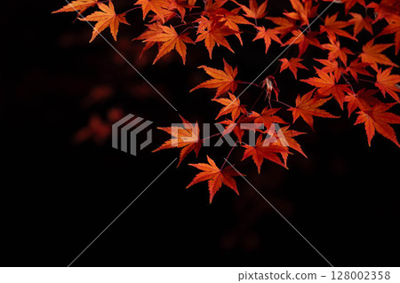 [Autumn leaves] Autumn maple leaves photographed against a black background [Nagano Prefecture] 128002358