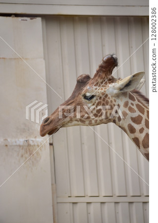 Giraffe, profile 128002386