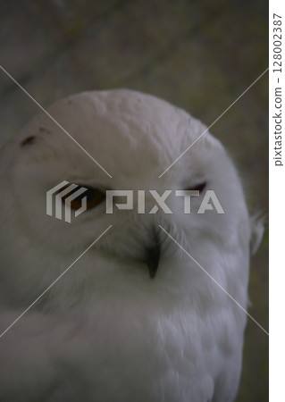 Snowy owl staring 128002387