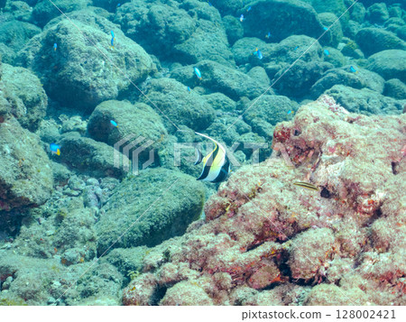 一群美麗的摩爾人偶像(摩爾人科)。 Hirizohama Nakagi 南伊豆鎮 伊豆半島 靜岡縣 2024 一群美麗的摩爾人偶像(摩爾人科)。 Hirizohama Nakagi 南伊豆鎮 伊豆半島 靜岡縣 2024 128002421