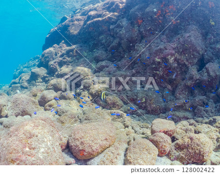 一群美麗的摩爾人偶像（摩爾人科）。 Hirizohama Nakagi 南伊豆鎮 伊豆半島 靜岡縣 2024 128002422