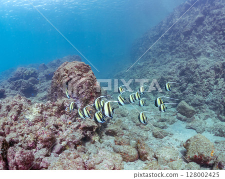 A flock of beautiful Moorish idols (Moorishidae family). Hirizohama Nakagi Minamiizu Town Izu Peninsula Shizuoka Prefecture 2024 128002425